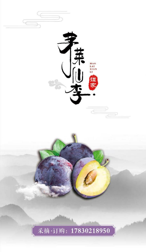 茅莱仙李——产于茅莱仙境里