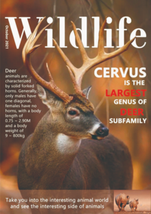 野生动物杂志