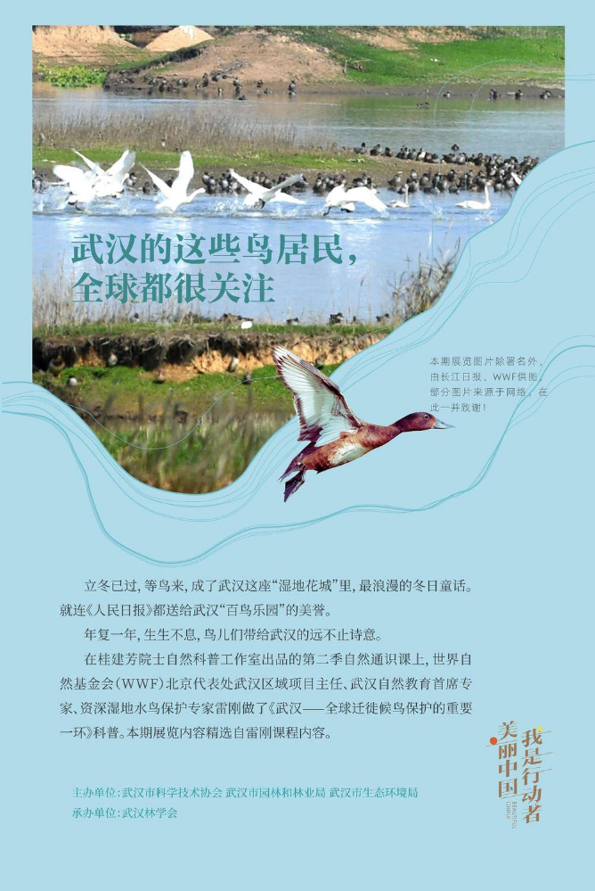 自然科普展第八期《武汉的这些鸟居民，全球都很关注》