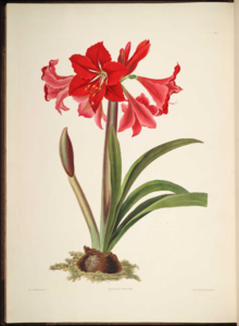 一组1831年的植物插画