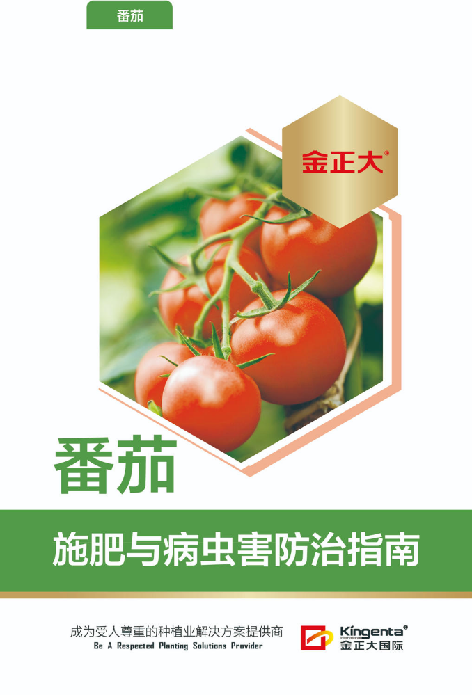 番茄施肥与病虫害防治指南