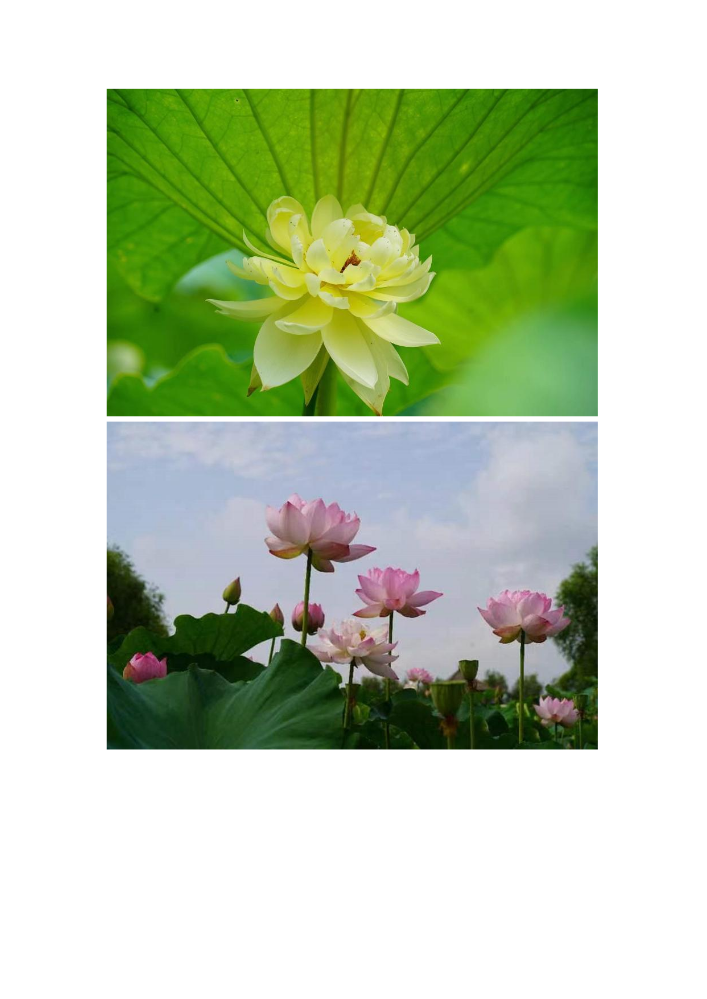 廉韵清风作品集