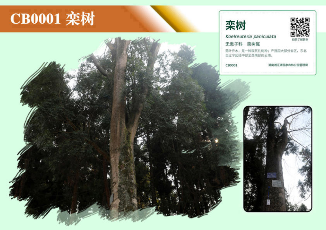 林木绿地认养名录