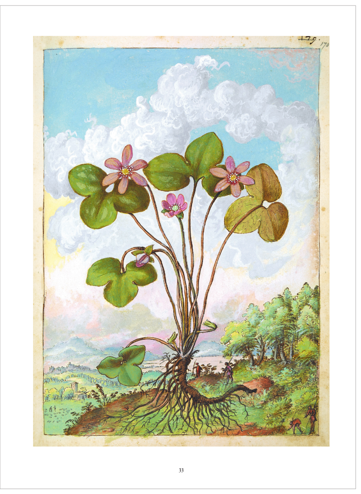 页面提取自－齐波的植物图集-内页展示1-2