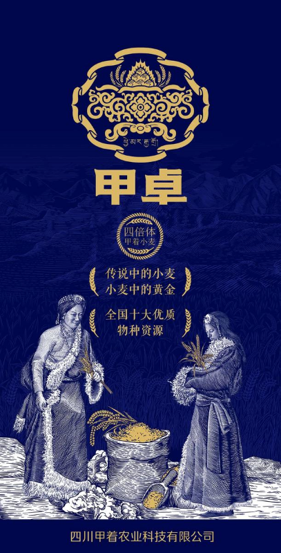 “甲卓”-传说中的小麦 小麦中的黄金