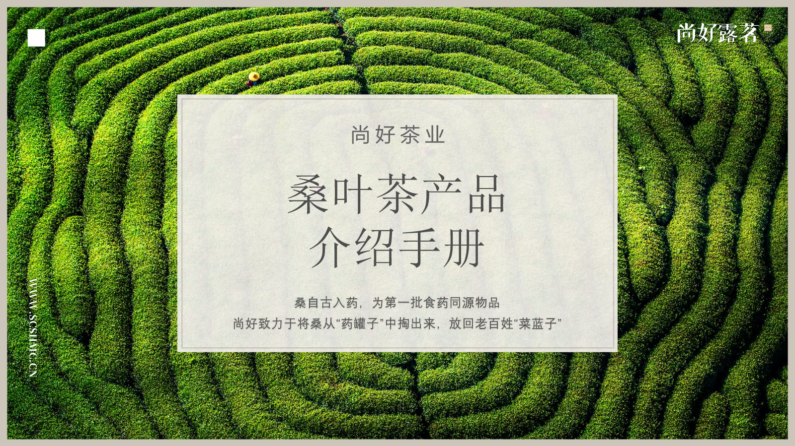 桑叶茶产品介绍