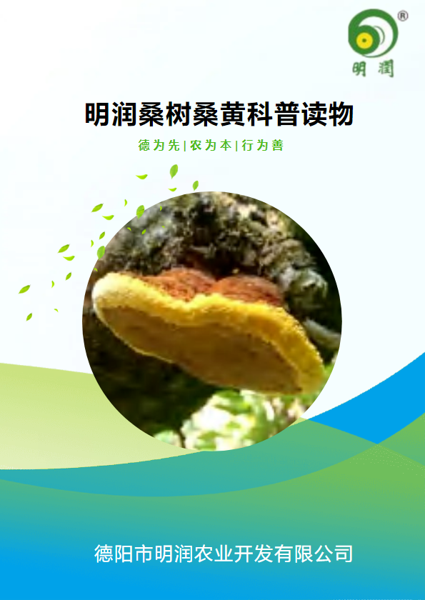 明润农业桑树桑黄科普