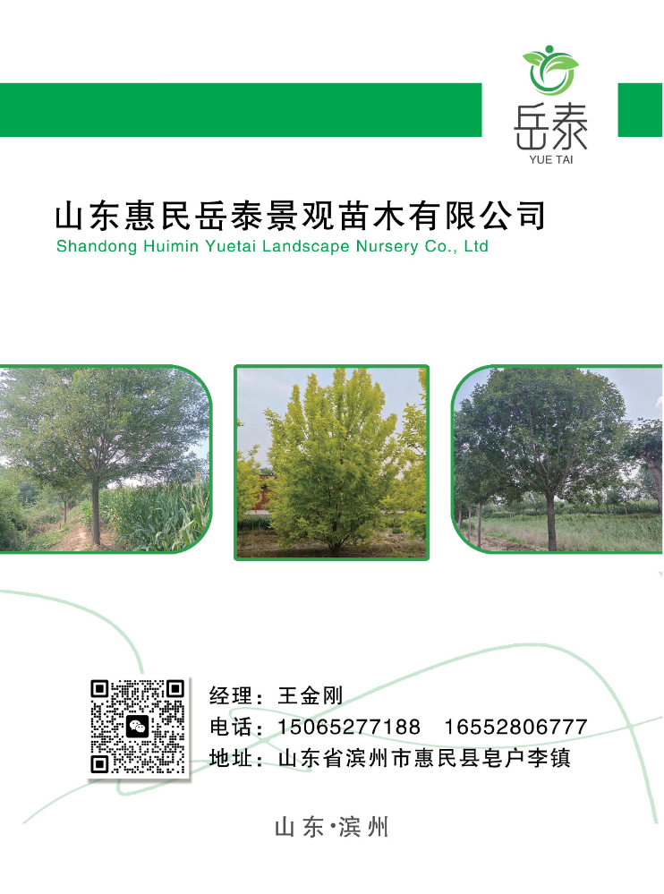 山东惠民岳泰景观苗木有限公司