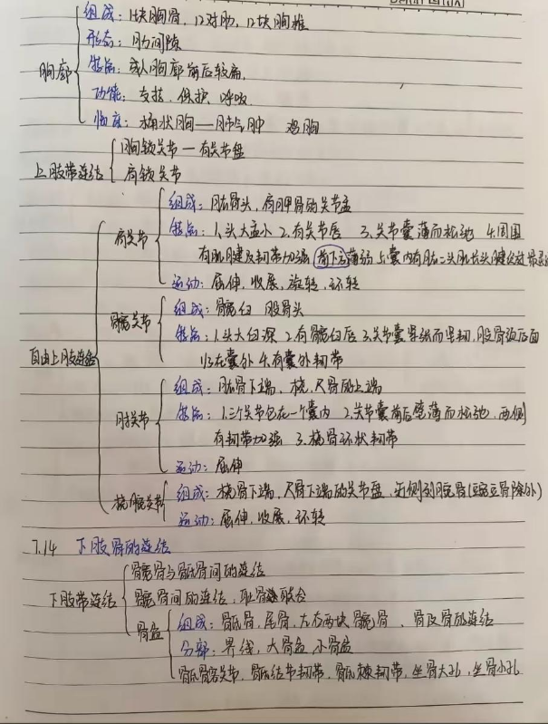 解剖笔记·