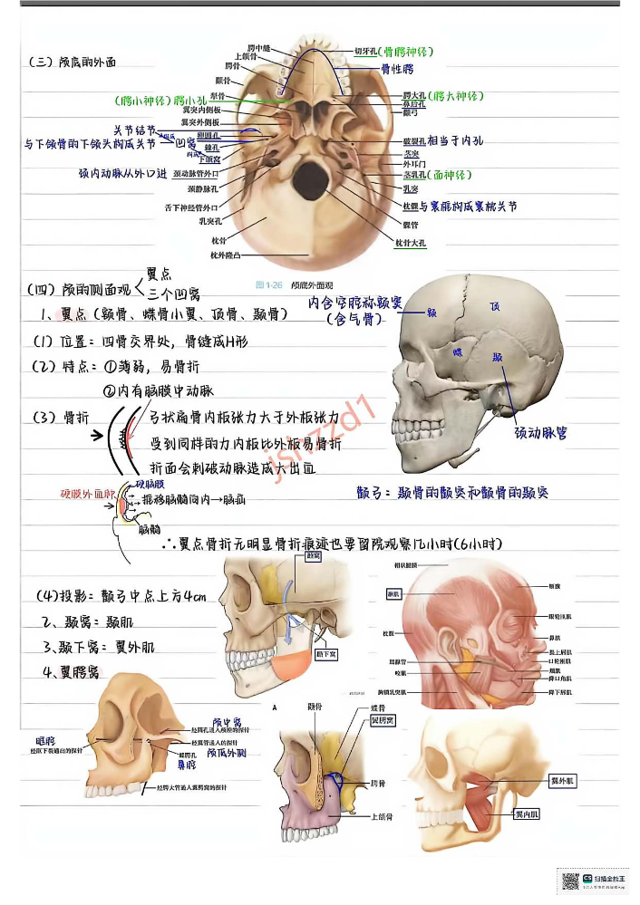 系统解剖学-郑迎涛