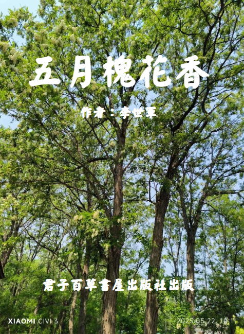 五月槐花香