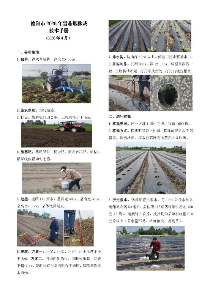 德阳市2026年雪茄烟移栽技术手册