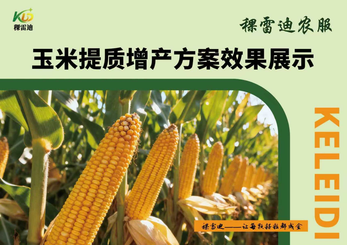 稞雷迪玉米提质增产方案效果展示