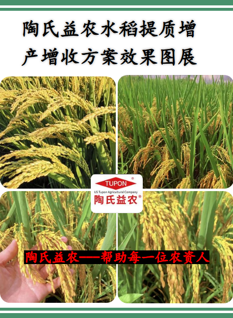 陶氏益农水稻提质增产增收方案效果图展示