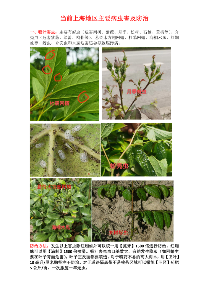 2026年5-6月上海地区主要病虫草害及防治