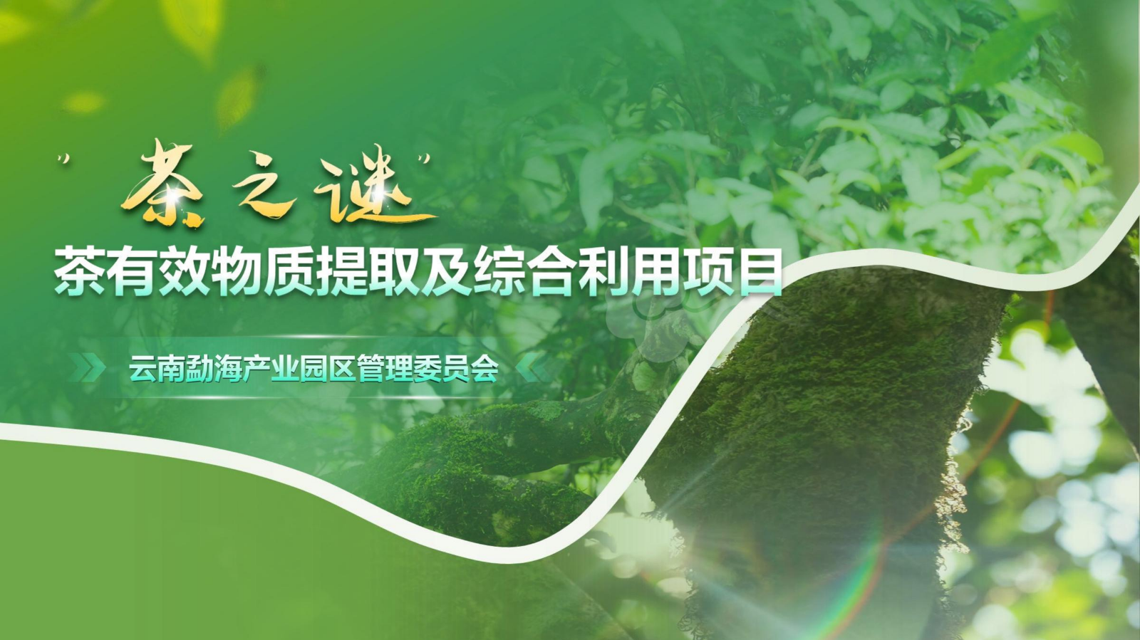 260120-“茶之迷”茶有效物质提取及综合利用