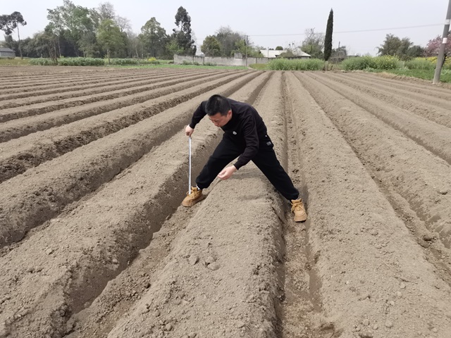 2026年德阳烟叶移栽技术指南